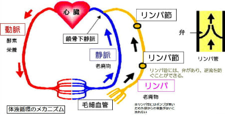 リンパ