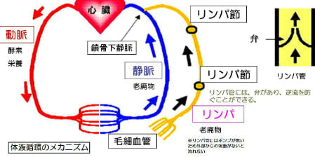 デトックスとリンパ
