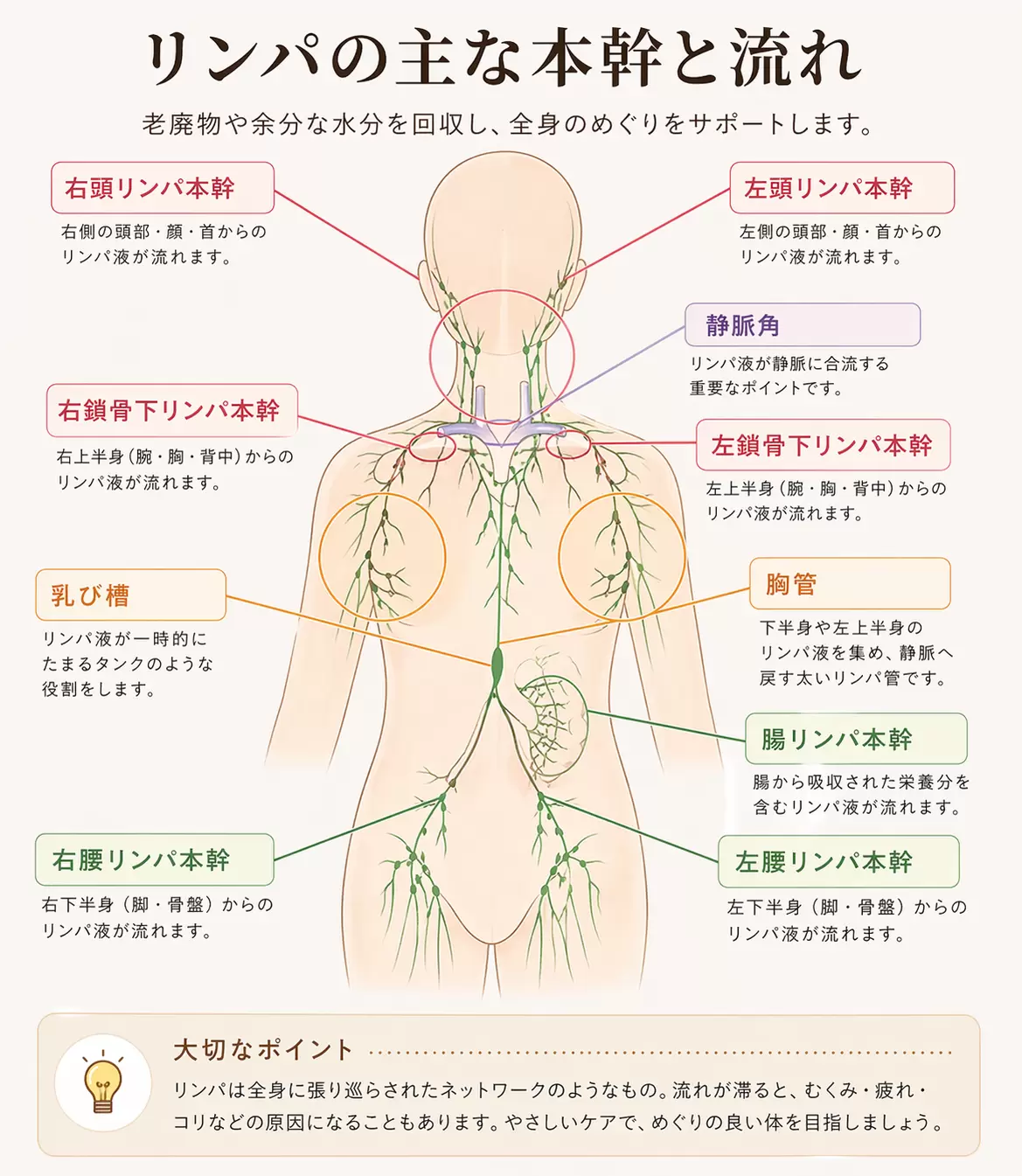 首まわり・鎖骨まわり・わきまわりの位置イメージ